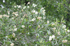 Melaleuca leucadendra